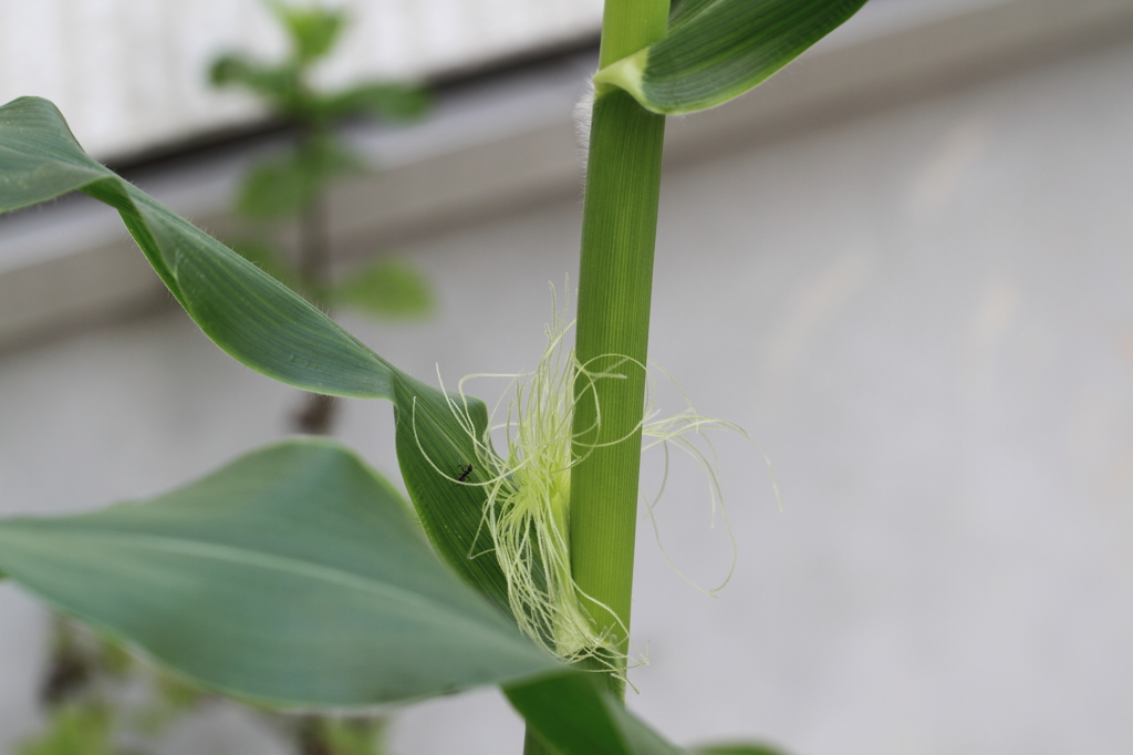 やっと見えてきた雌花