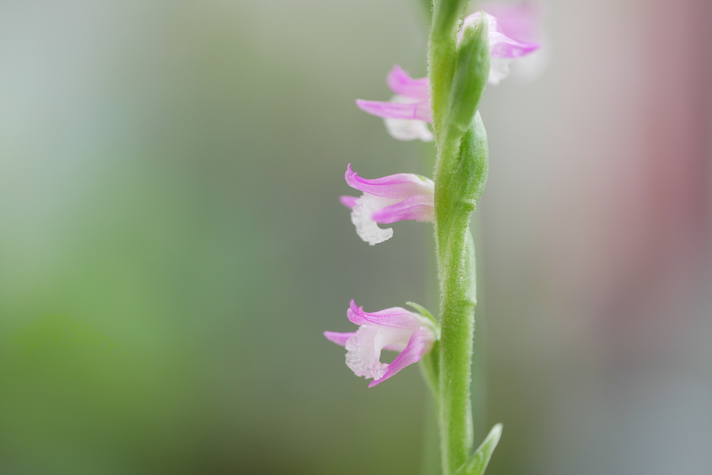 いつの間にやらネジバナも開花