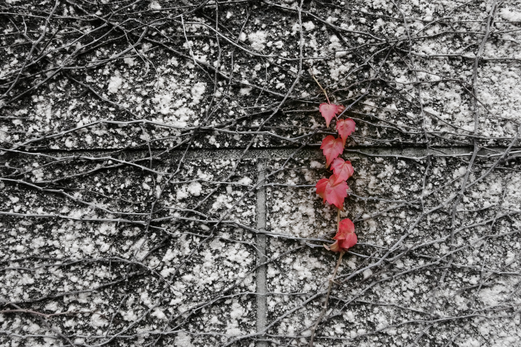 晩秋のivy　葉