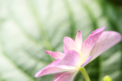 紫陽花、花と葉っぱ