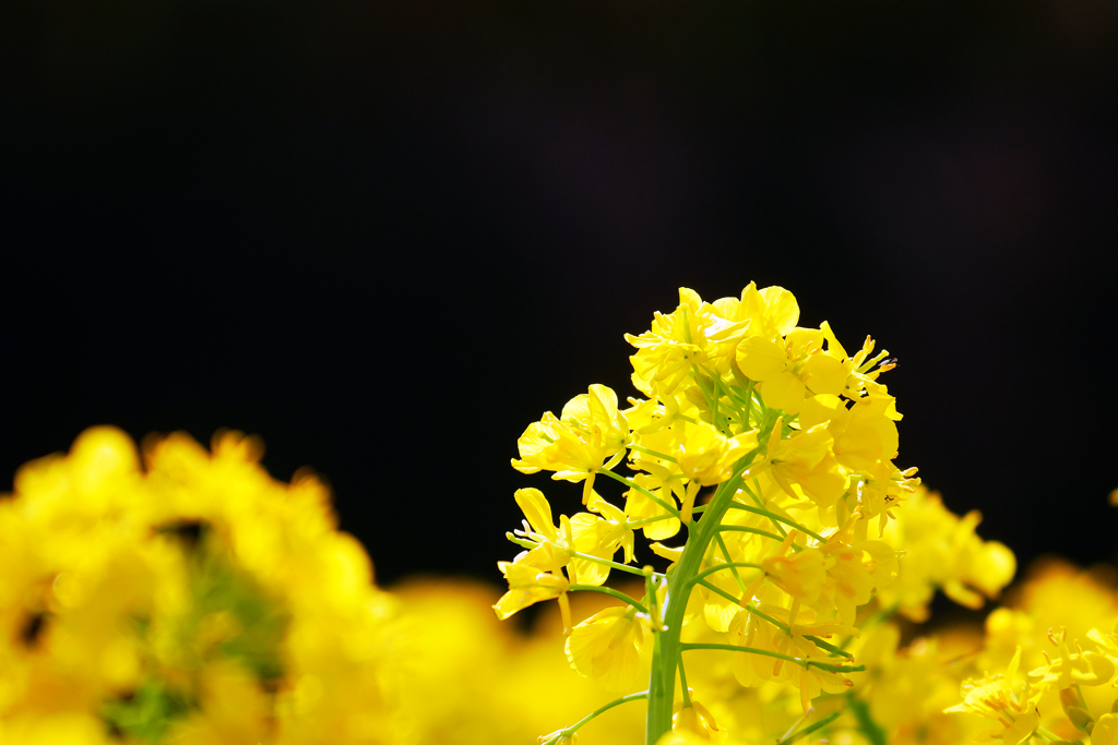 菜の花畑のコントラスト