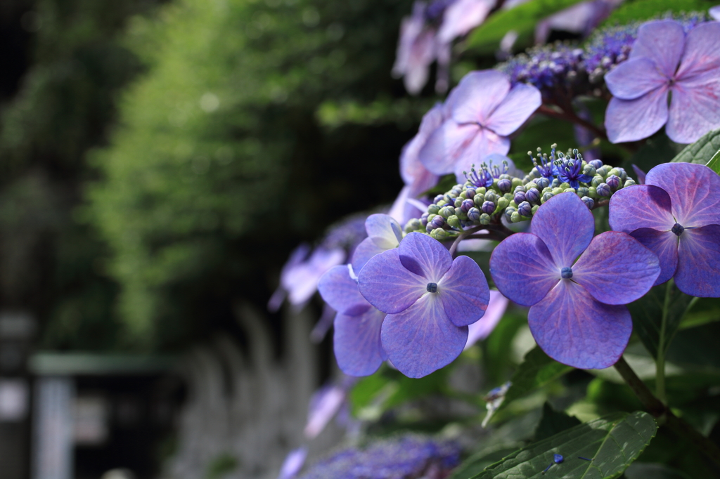 並ぶ石仏と紫陽花