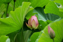 明日には咲きそうな嘉祥蓮