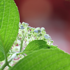 紫陽花の見上げる先