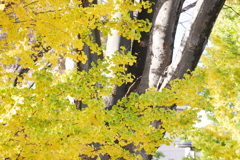 秋始まりのグラデーション