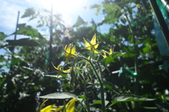 陽光燦々トマトの花