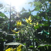 陽光燦々トマトの花