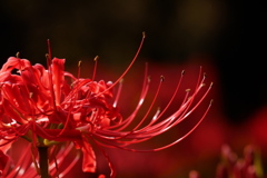 彼岸花 蕊の輝き