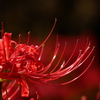 彼岸花 蕊の輝き