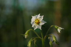 「おーい俺だよ」 ジャガイモの花