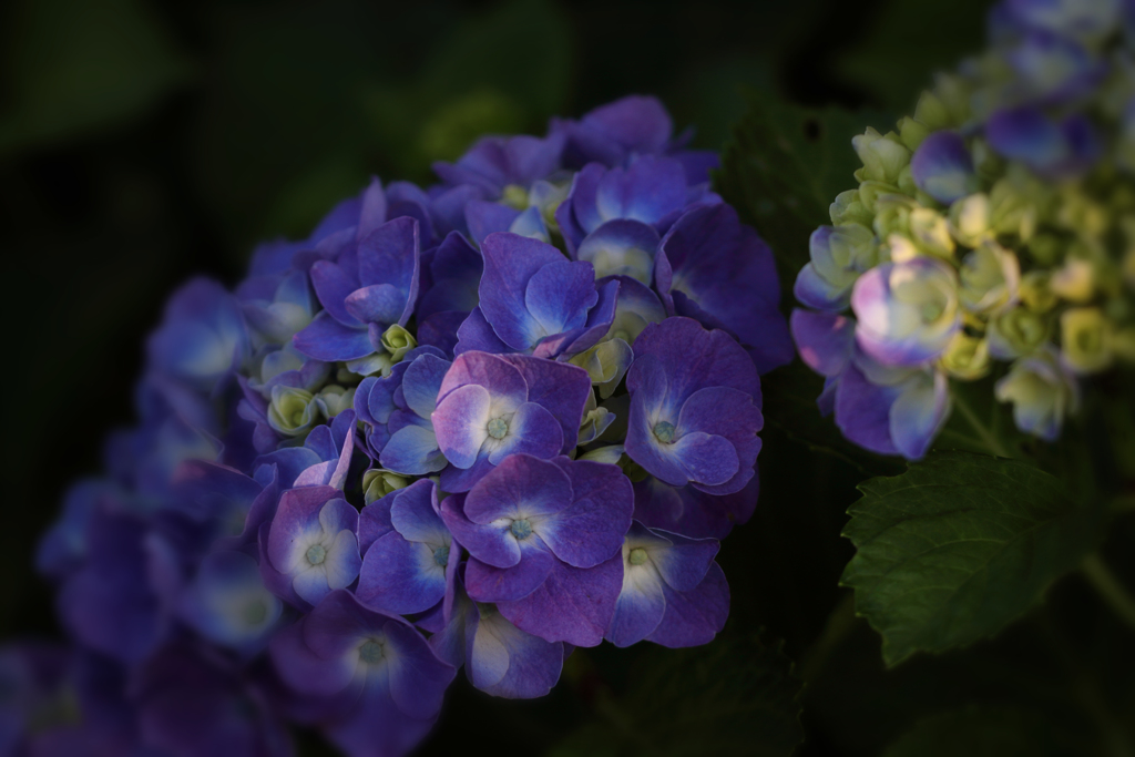 木洩れ日射す紫陽花
