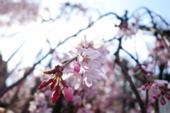 午後の枝垂桜