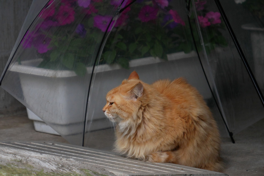 雨の翌日