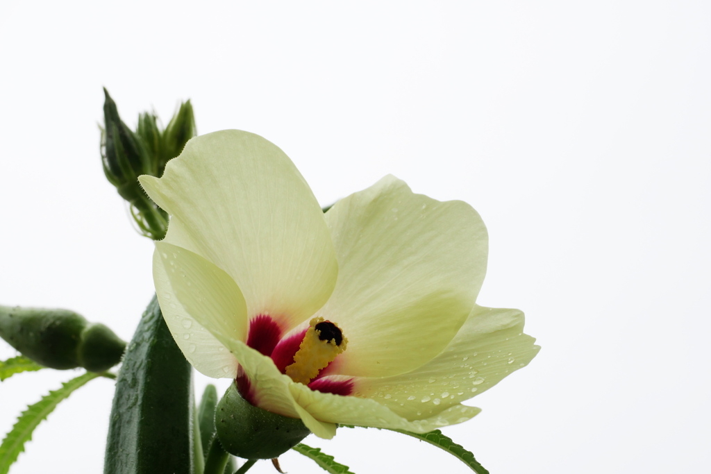 雨の朝を迎えたオクラの花