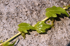 Fresh ivy