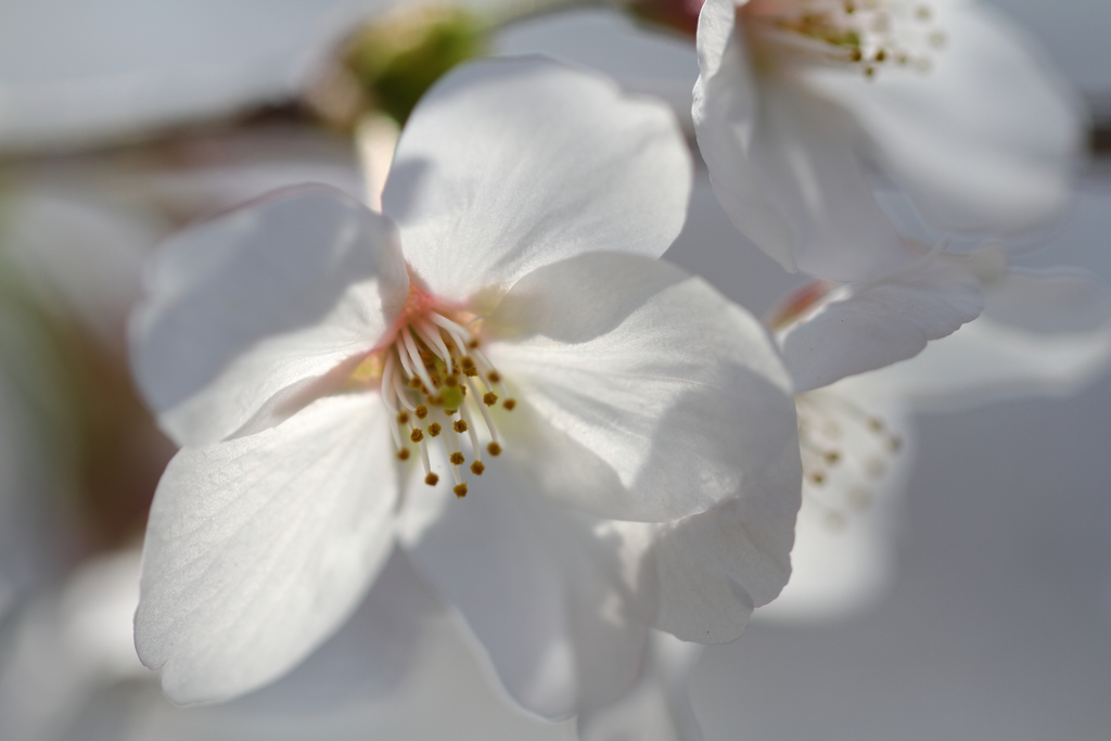 輝く桜