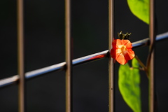 マルバルコウのちいさな花に射す陽