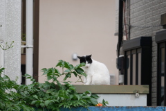 黒白ちゃん朝の定位置