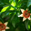 柘榴の花がある風景