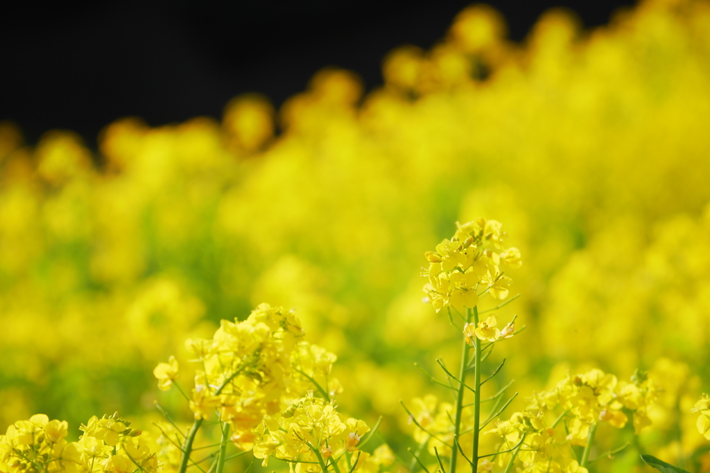 菜の花畑