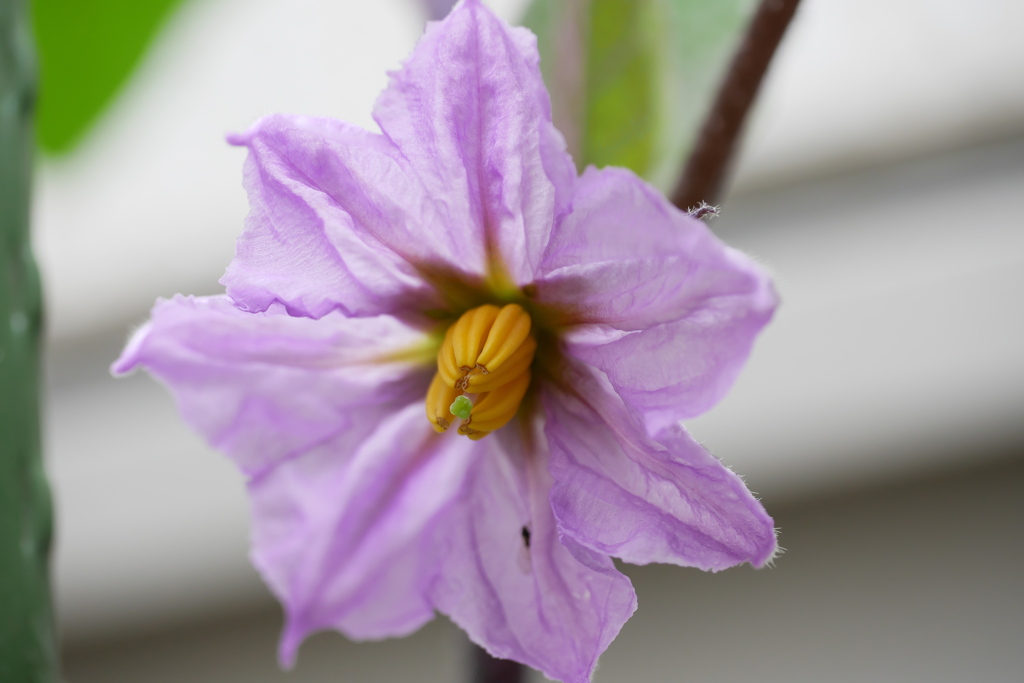 順調な生育を見せるナスの花