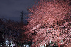 私設ライトアップの夜桜
