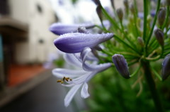 アガパンサス　蕾の上の雨