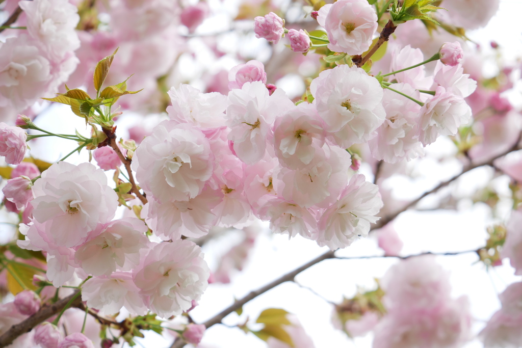 フワッフワな八重桜