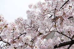 校庭の桜色
