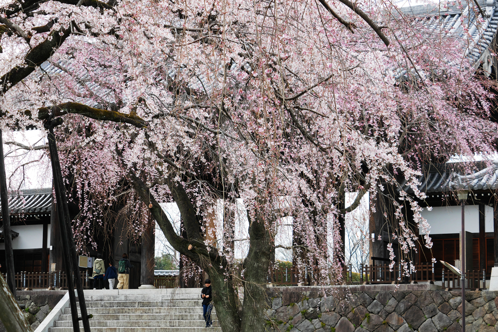 今年の桜は遅れ気味