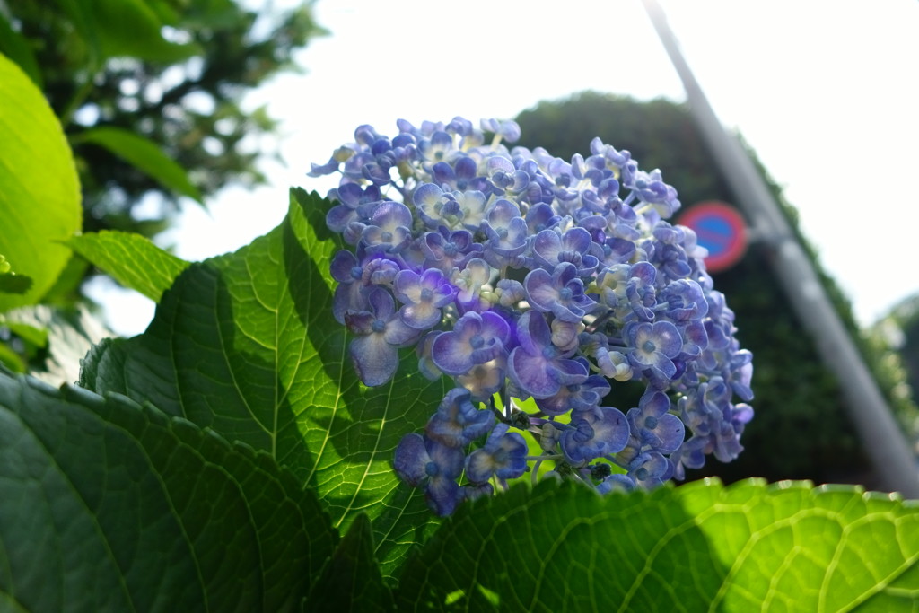 行灯紫陽花