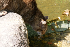 補水するキジトラ