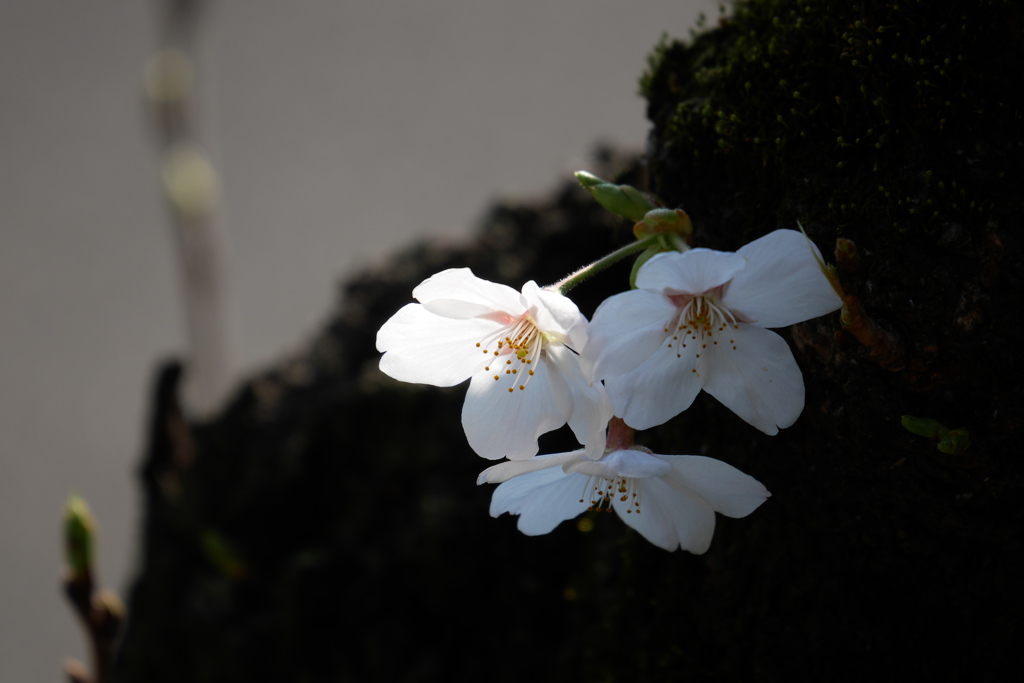 胴吹き桜にスポットライト