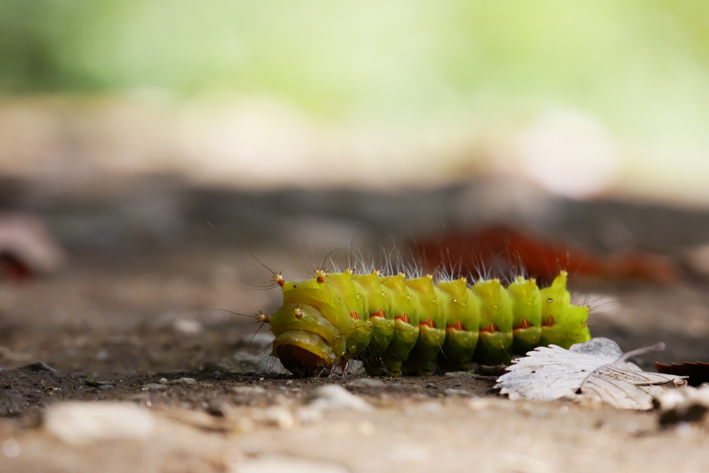 色が変わり始めたcaterpillar