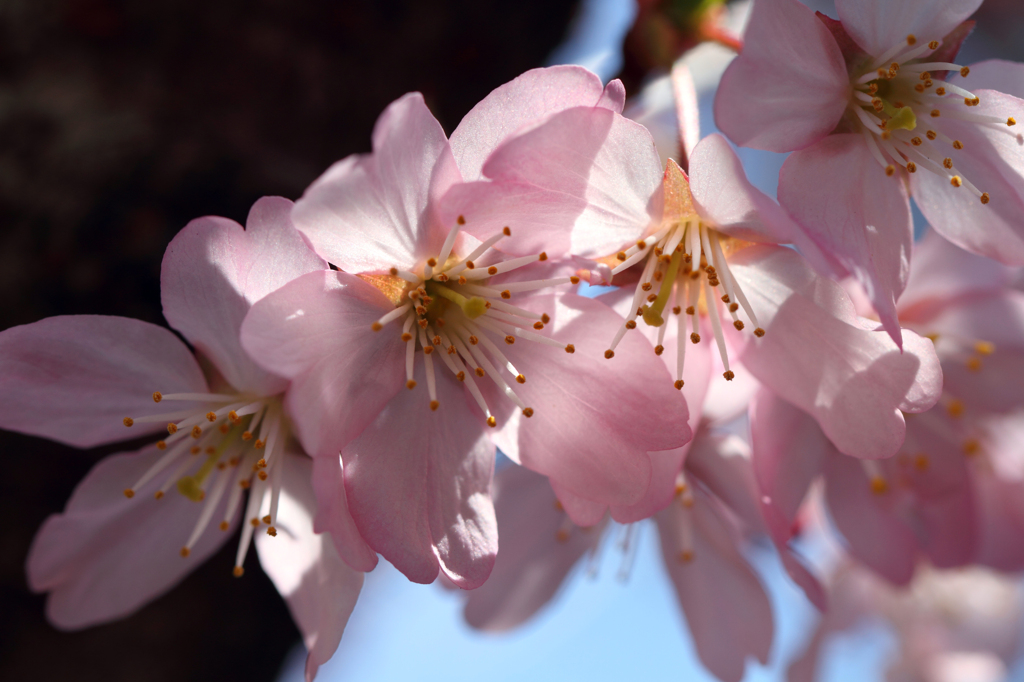 早咲きの桜がやっと満開、3月の末