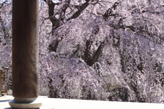 山門から見る枝垂桜