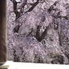 山門から見る枝垂桜