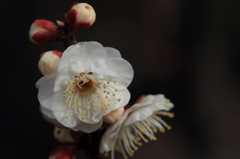 白い花に暗めの背景