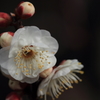 白い花に暗めの背景
