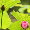 日傘と蕾と桜蓮
