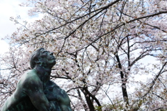 北村西望桜を見上げる
