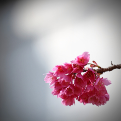 寒緋桜の緋