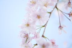 雨後の枝垂桜