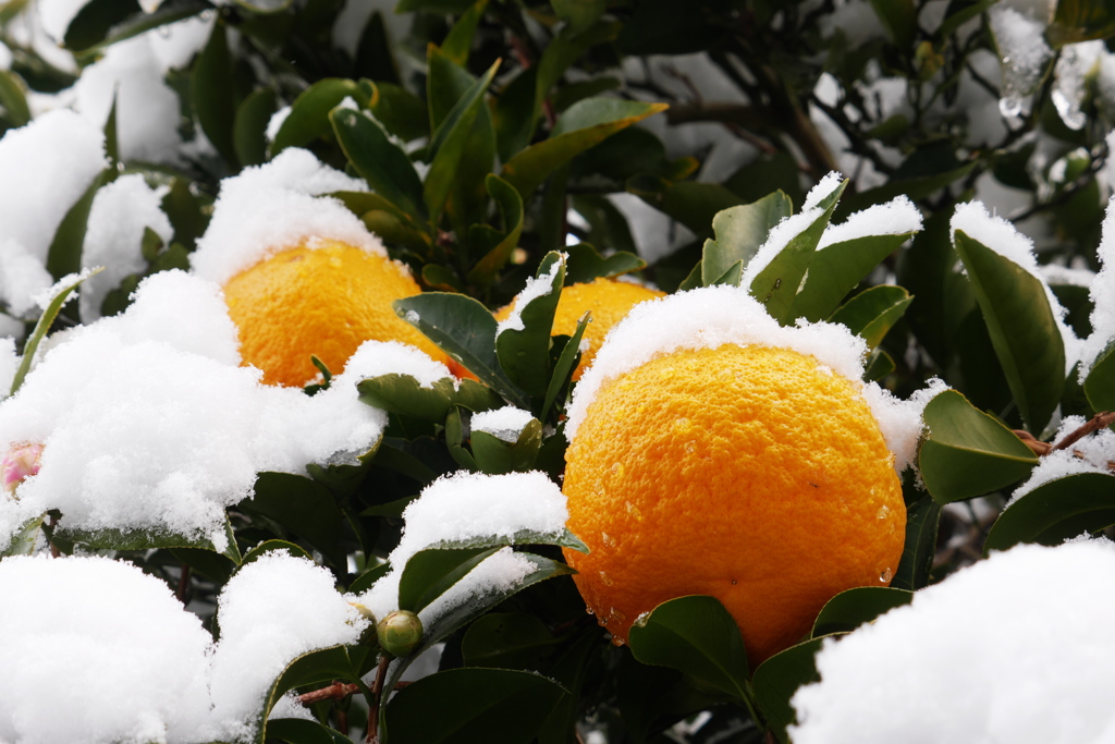 甘夏に雪