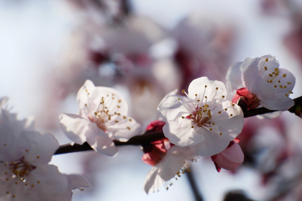 咲き始めた杏の花