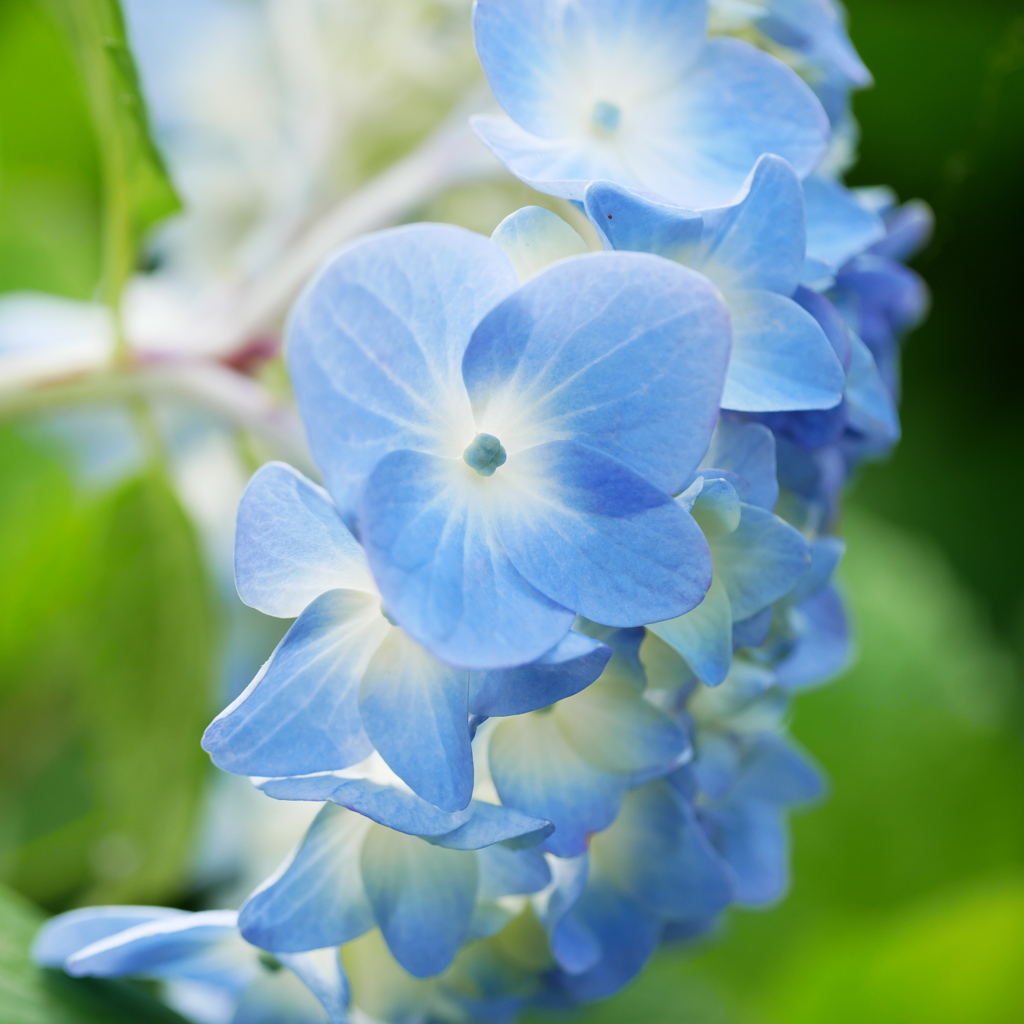 透過光の紫陽花