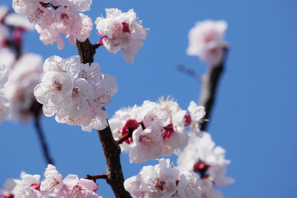 爽やか杏の花