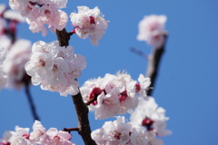 爽やか杏の花
