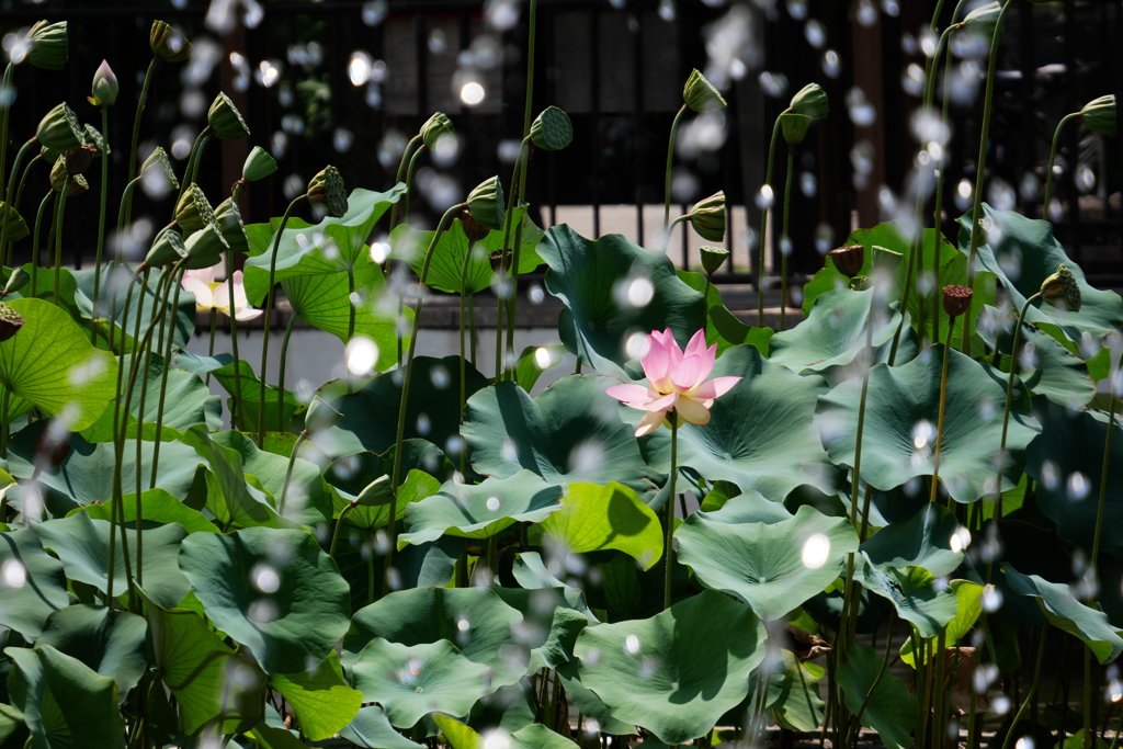 花托が多くなったハス池で
