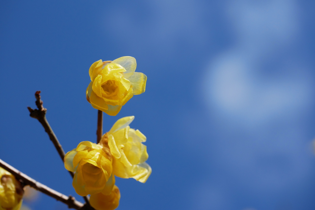 蝋梅の花と青空に白い雲